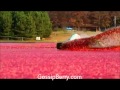 Cranberry Bog Wakeboarding