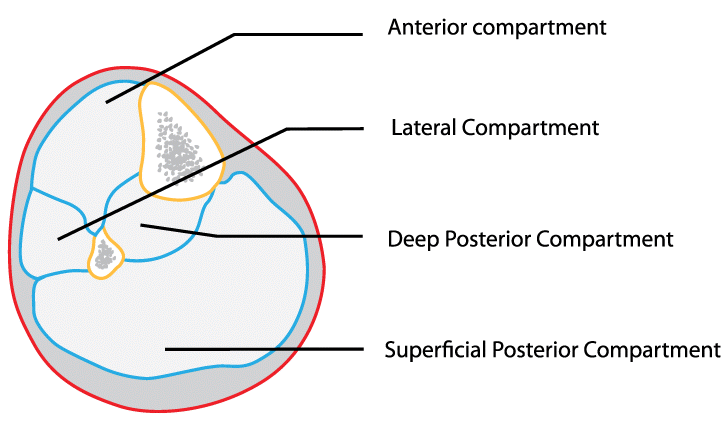 The 4 muscle compartments in the reduced leg: 1 in the front, a single on the outside, and two in the direction of the back.